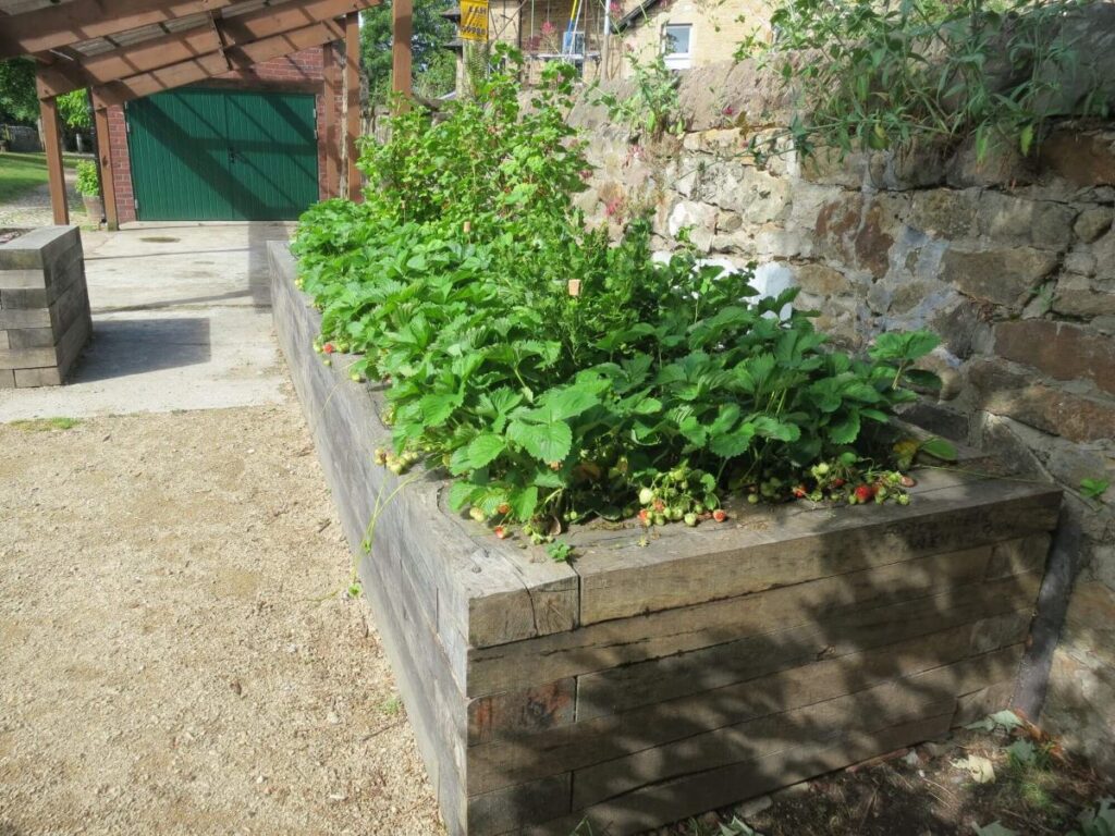 Plants and flowers in the raised beds at the Triangle