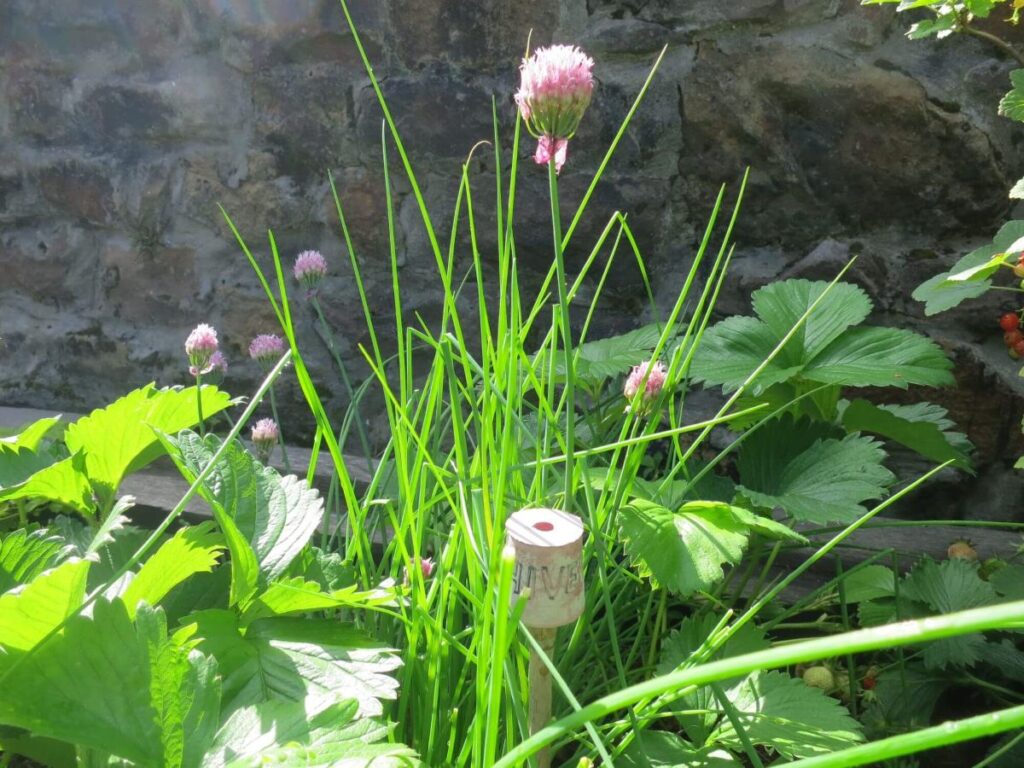 Plants and flowers in the raised beds at the Triangle