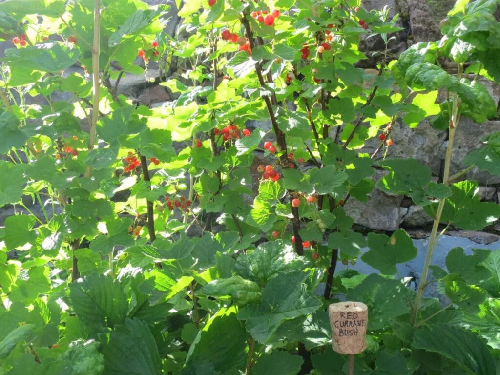 Plants and flowers in the raised beds at the Triangle