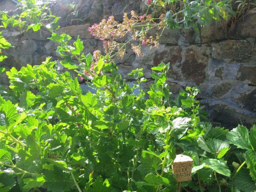 Plants and flowers in the raised beds at the Triangle