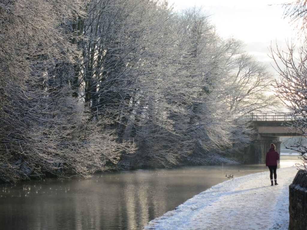 Scene from volunteer session clearing the trees and towpath wall