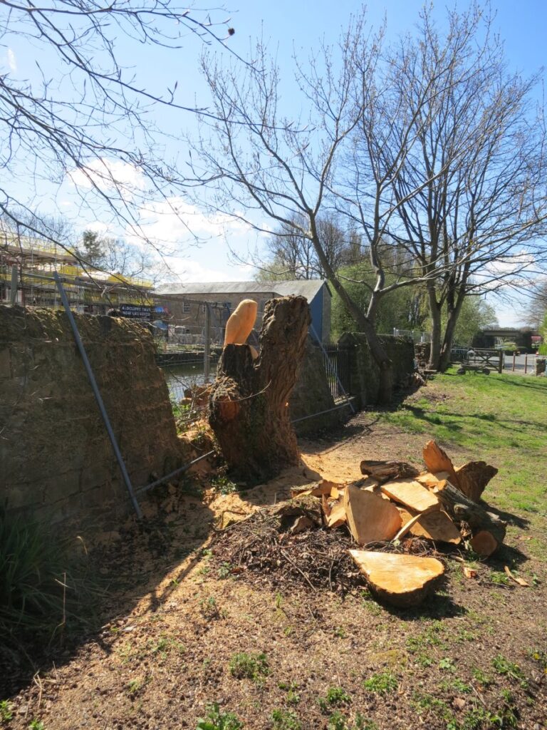 Scene from volunteer session clearing the trees and towpath wall