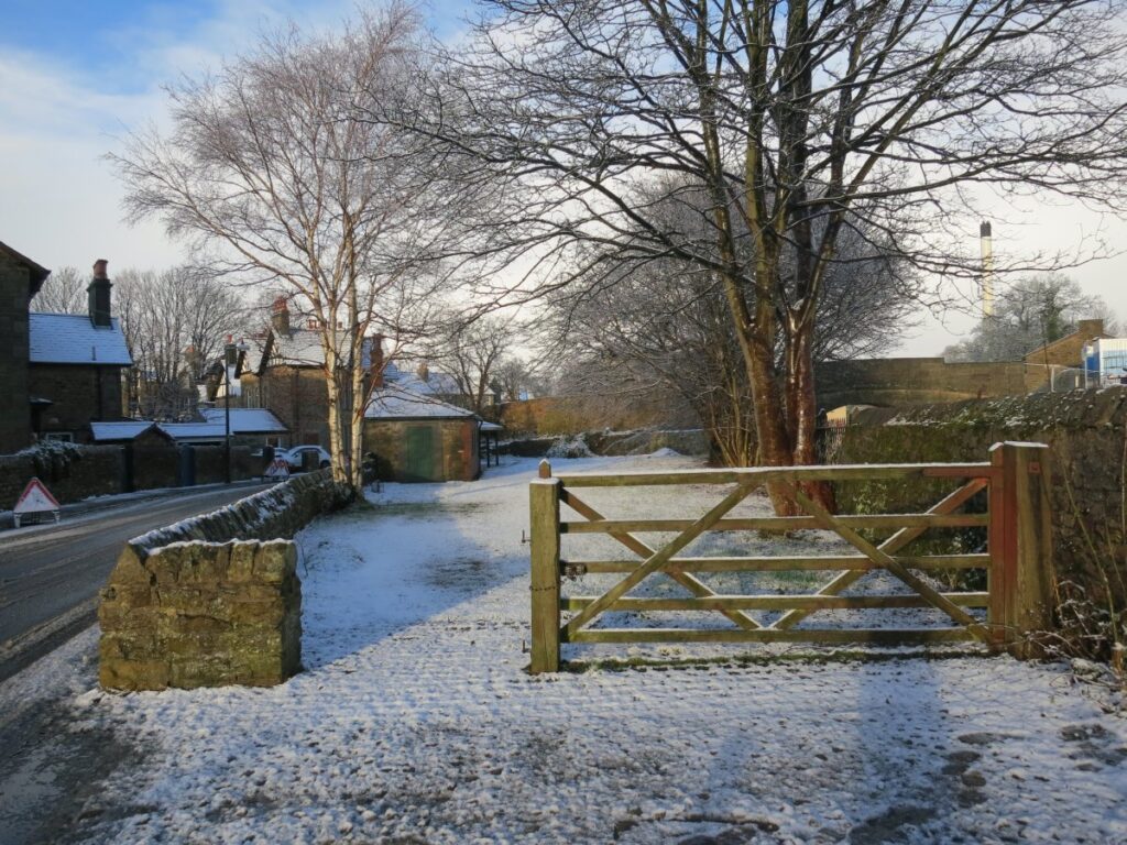 Scene from volunteer session clearing the trees and towpath wall