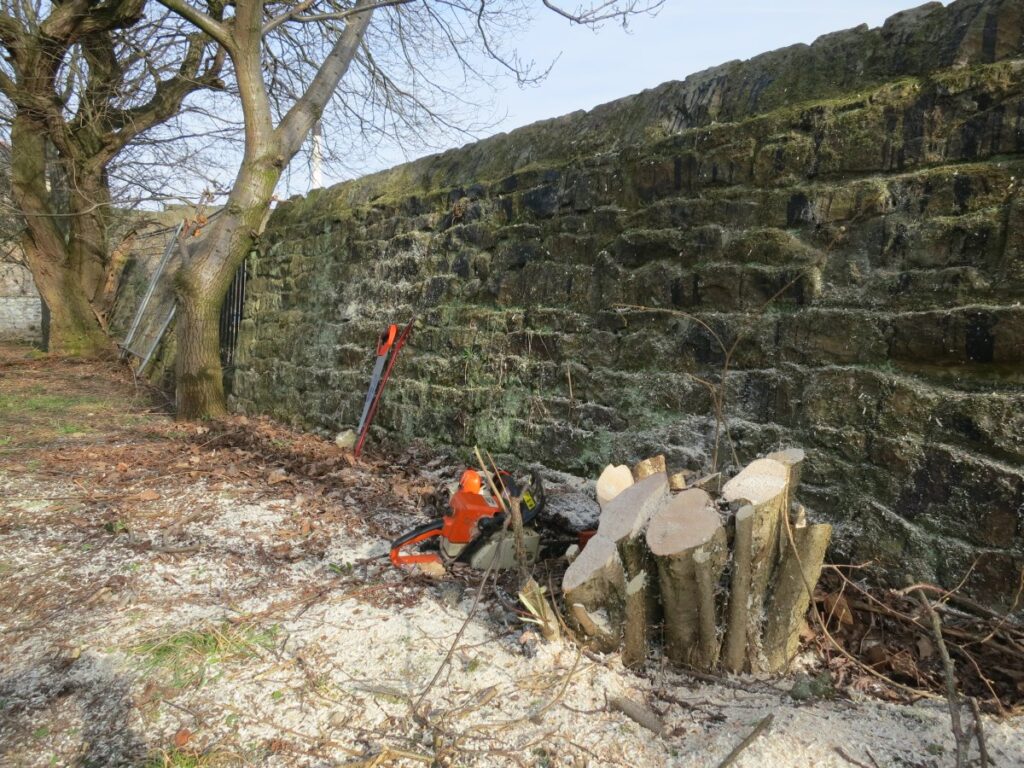 Scene from volunteer session clearing the trees and towpath wall