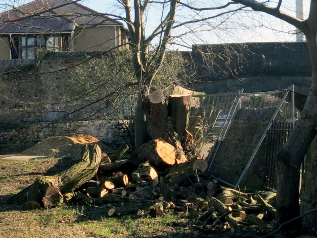 Scene from volunteer session clearing the trees and towpath wall