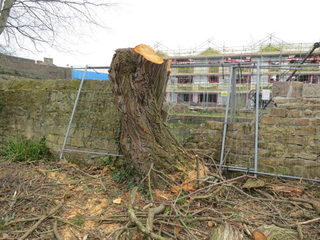 Scene from volunteer session clearing the trees and towpath wall