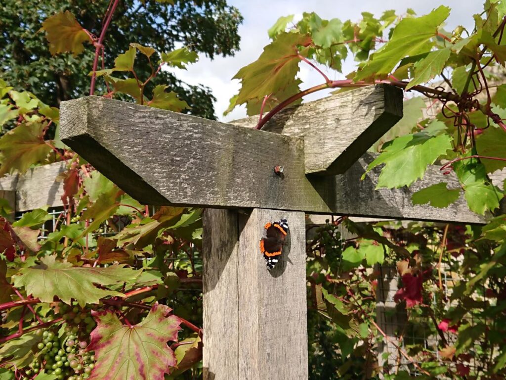 Butterfly on a wooden post