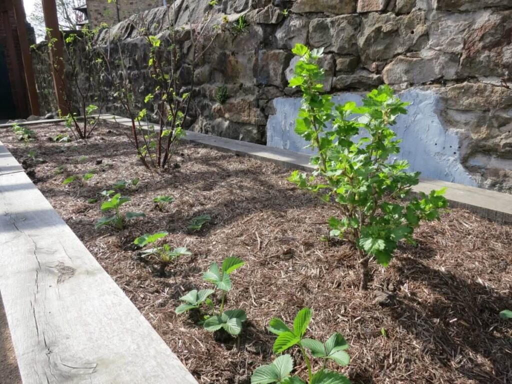 Working on the paths, ground and raised beds