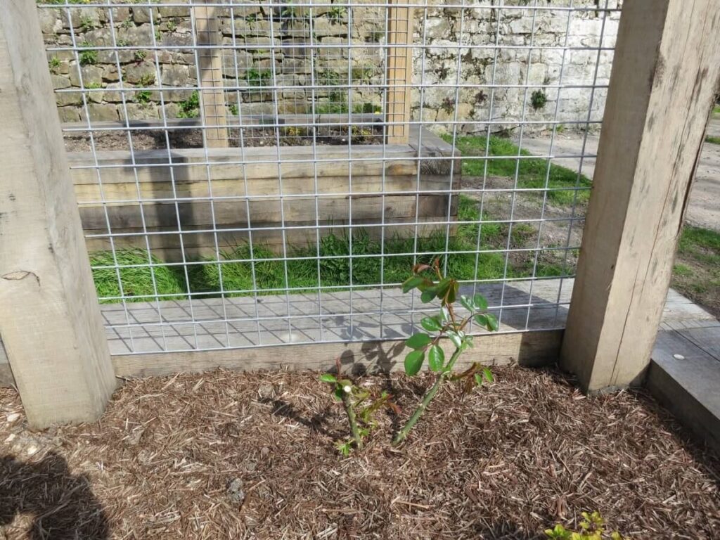 Working on the paths, ground and raised beds