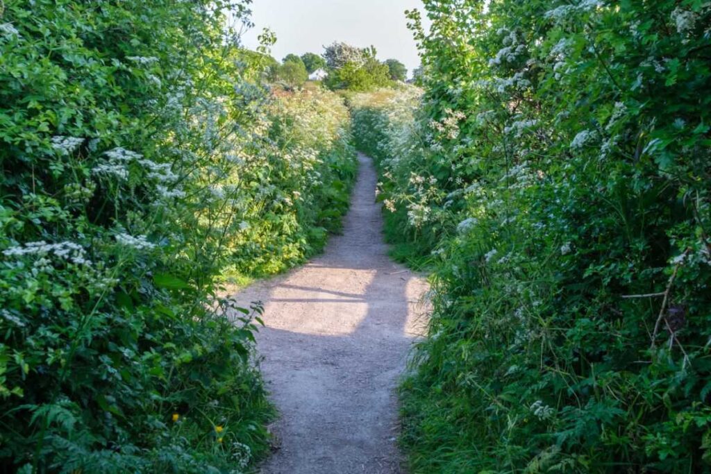 Long Pads Hedge