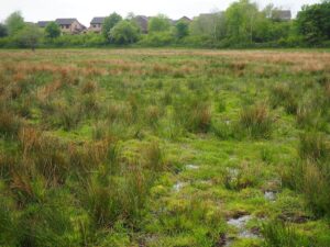 View03-Loxams’ Pond towards Alder pond Album