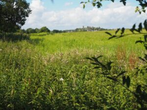 View17A- Flora Field SE flower margin Album