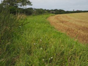 View23-Flora Field wild flower margin Album