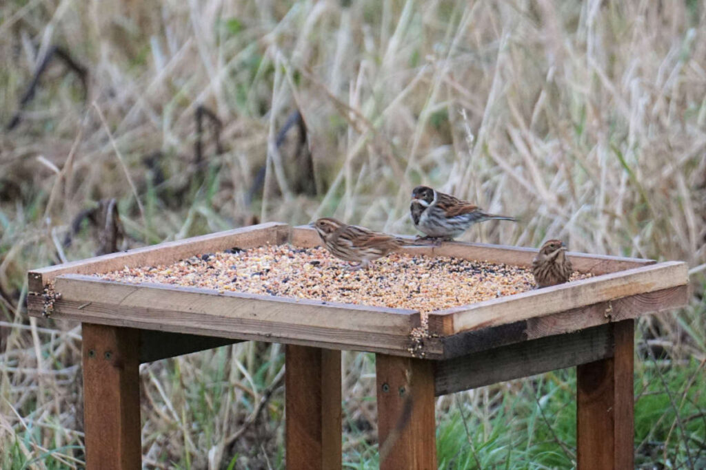 Feeding table in Flora Field with three reed bunting