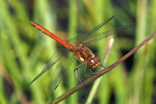 Male Common Darter dragonfly on a thin branch