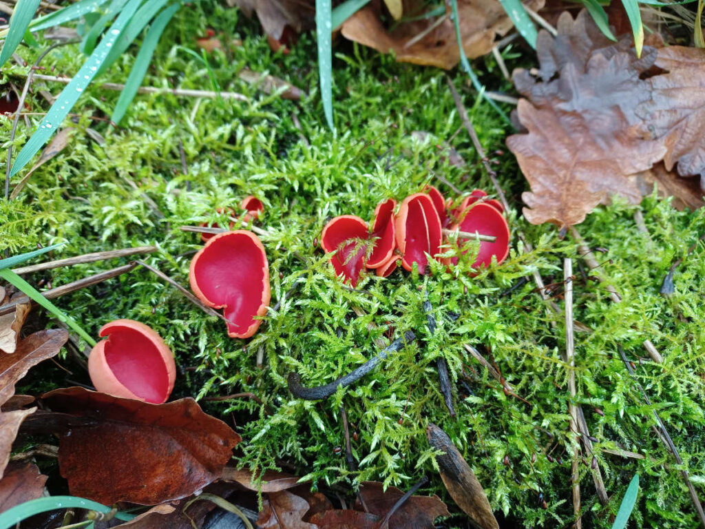 Scarlet Elfcups in Pony Wood