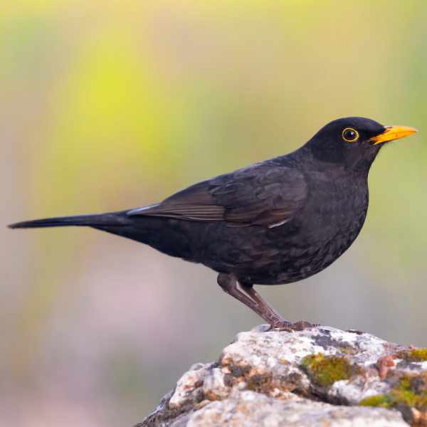 Blackbird