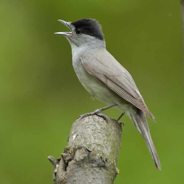 Blackcap 