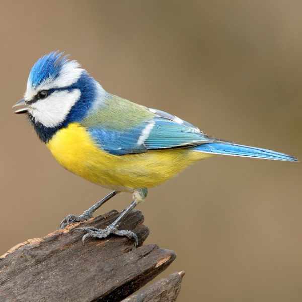 Blue Tit 