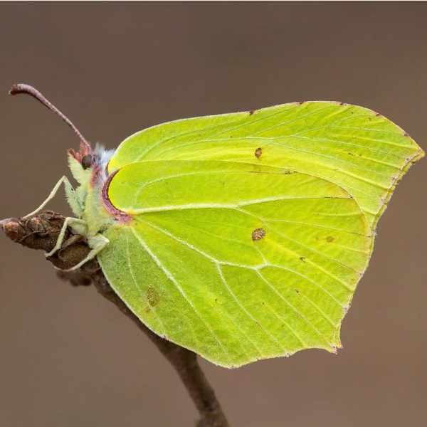 Brimstone Butterfly