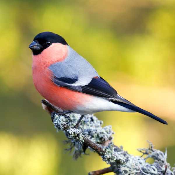 Bullfinch