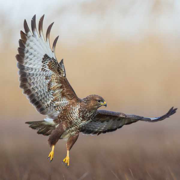 Buzzard