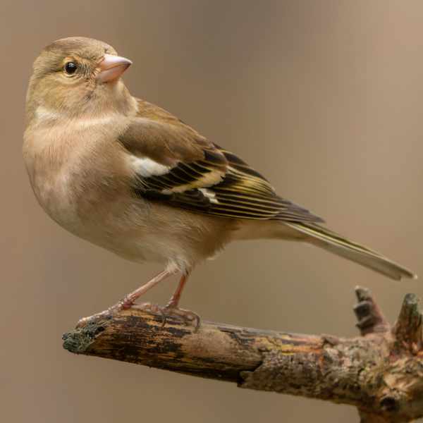 Chaffinch 