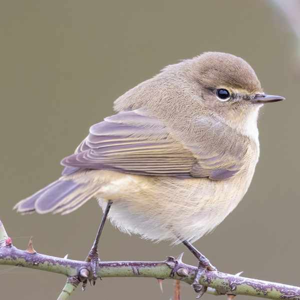 Chiffchaff 