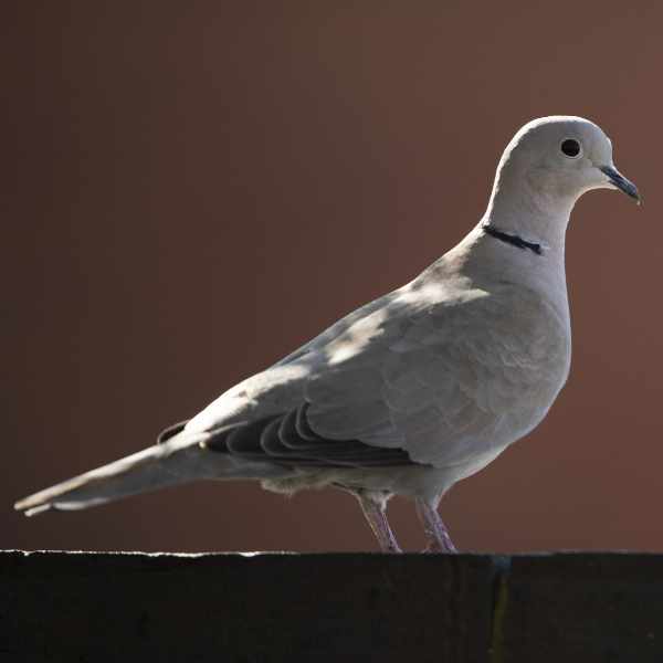 Collared Dove