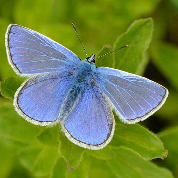 Common Blue Butterfly