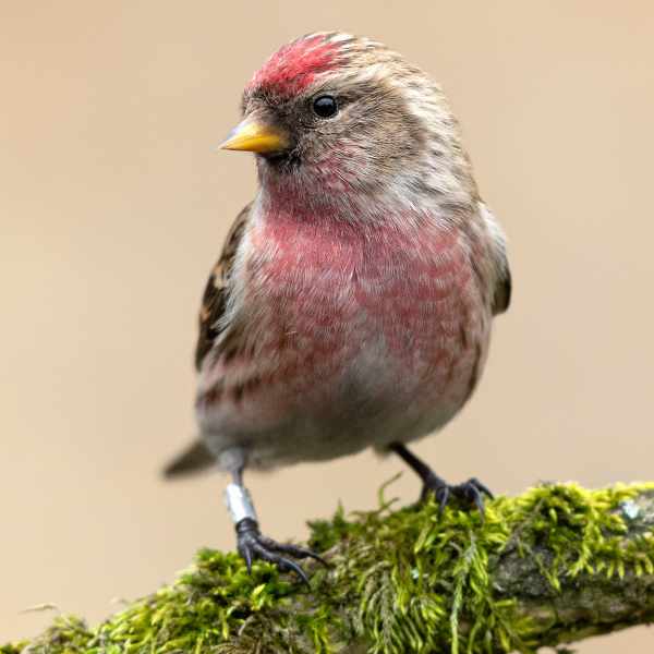 Common Redpoll