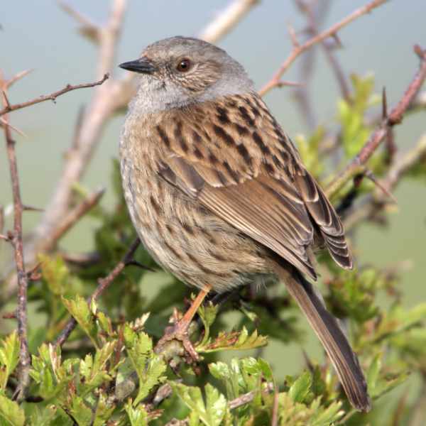 Dunnock