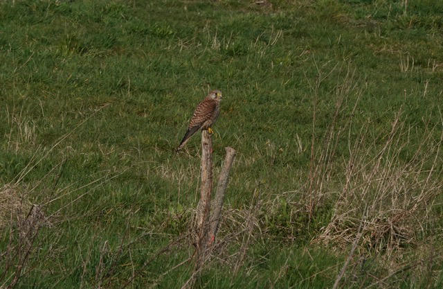 Kestrel on post