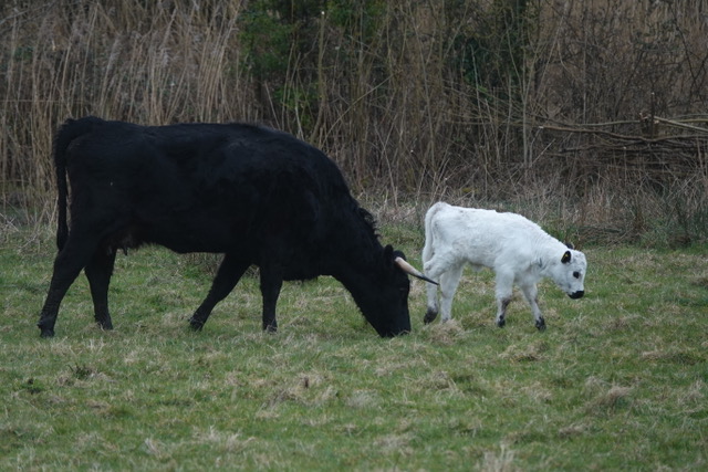 White new born calf with its mother