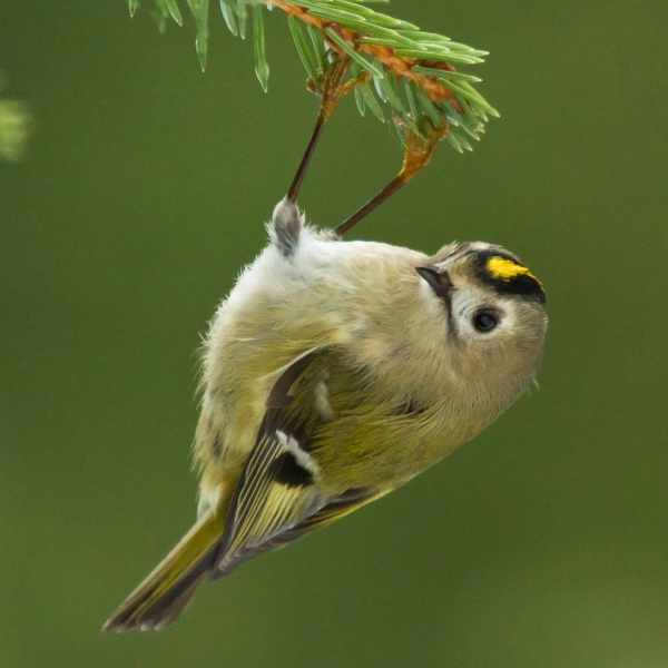 Goldcrest 