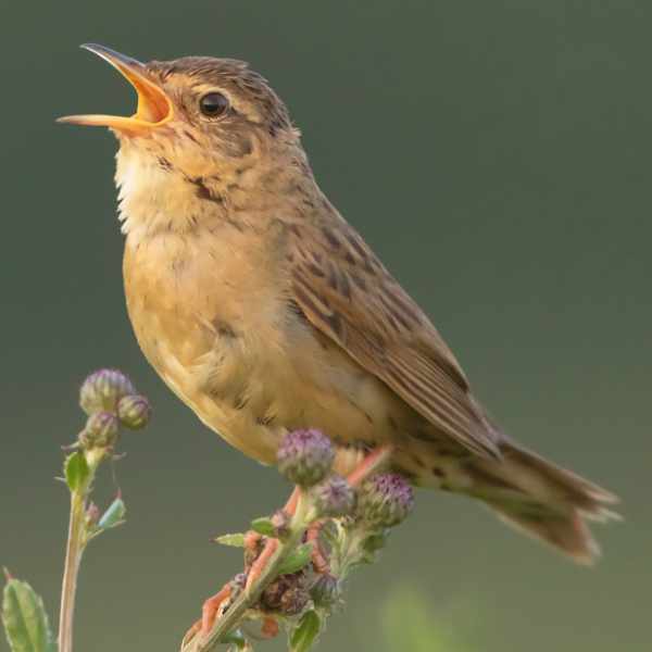 Grasshopper Warbler 