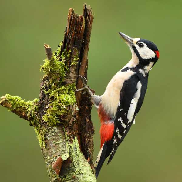 Great Spotted Woodpecker