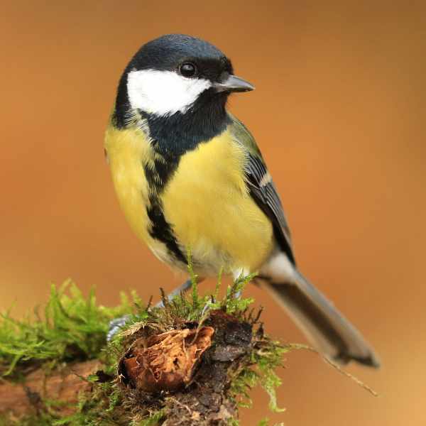 Great Tit 