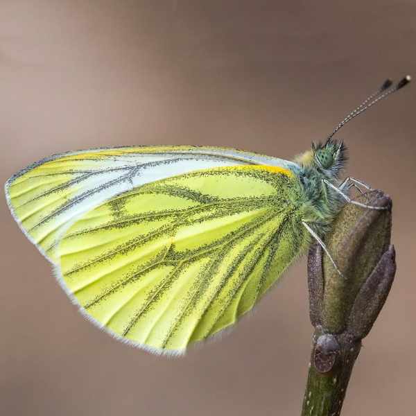 Green-veined White Butterfly