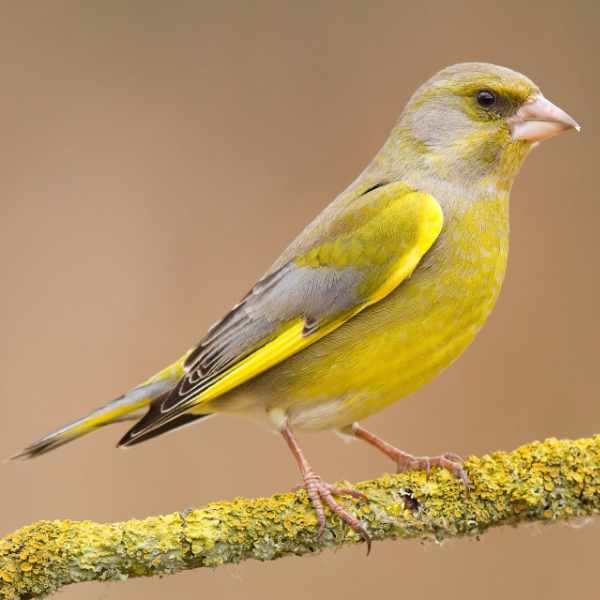 Greenfinch