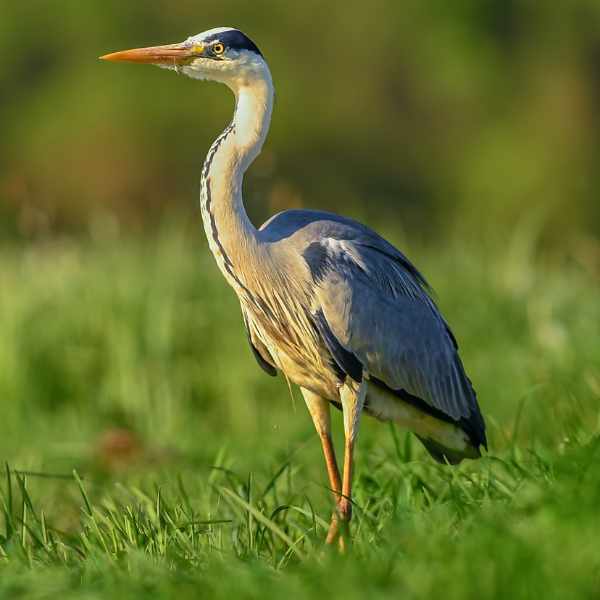 Grey Heron