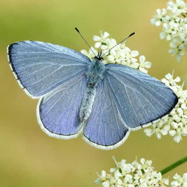 Holly Blue Butterfly