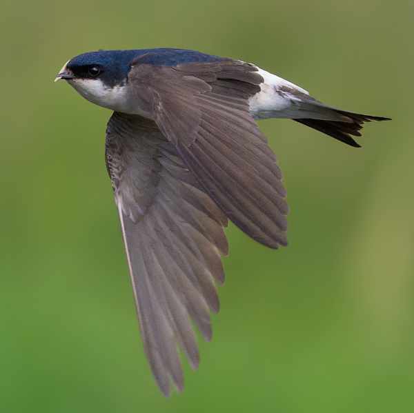 House Martin