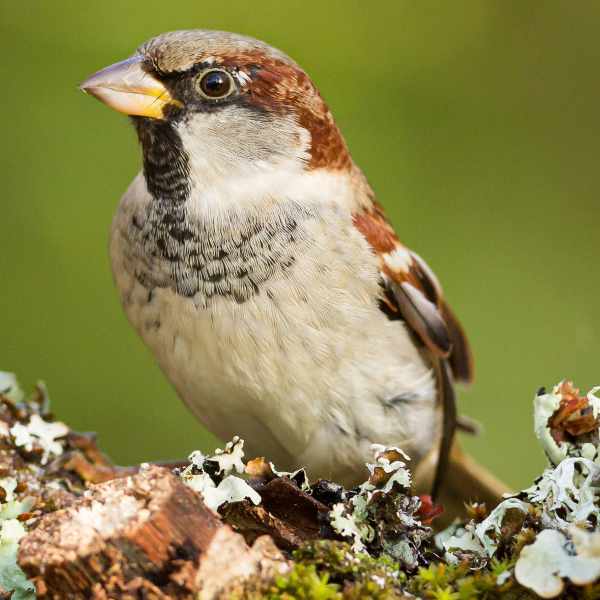 House Sparrow