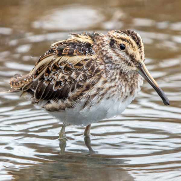 Jack Snipe