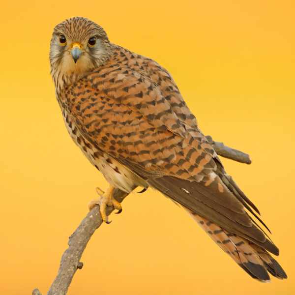 Kestrel 