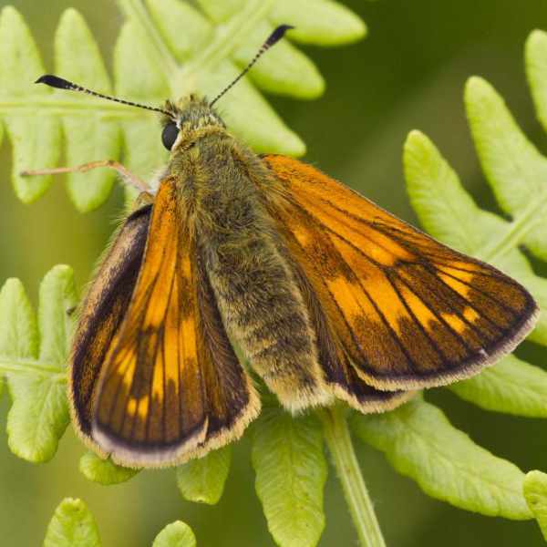 Large Skipper Butterfly