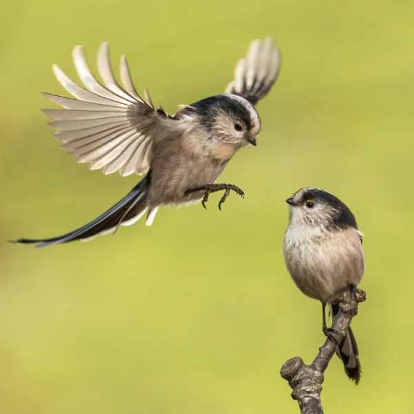 Long-Tailed-Tits