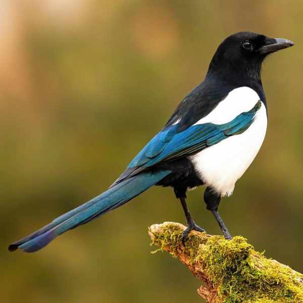 Magpie