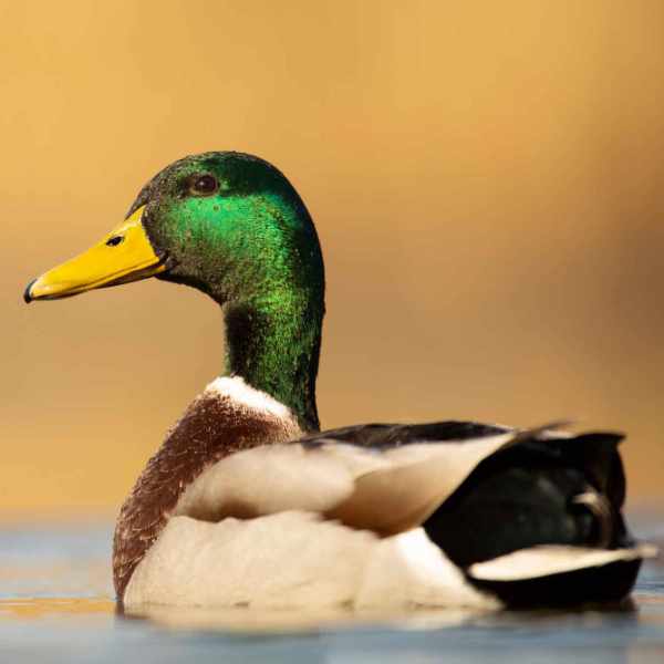 Mallard